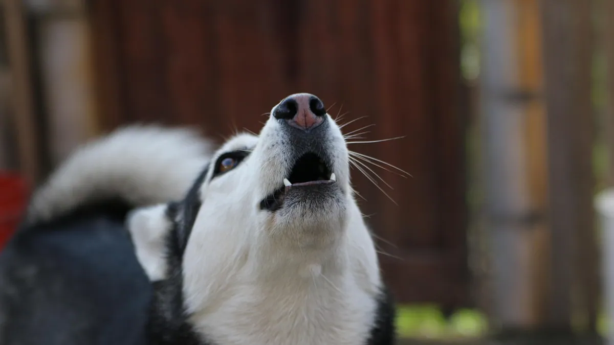 Fast Itch Relief for Dogs With Allergies: What Works
