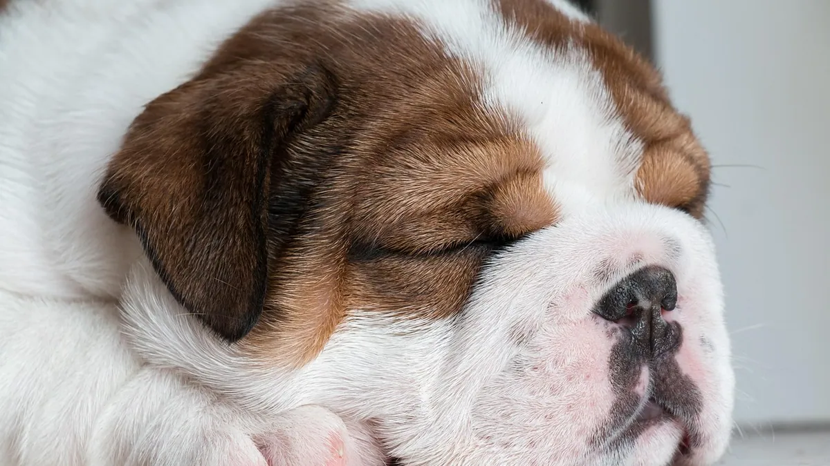 Dog Anesthesia After Effects: Normal Recovery vs Warning Signs