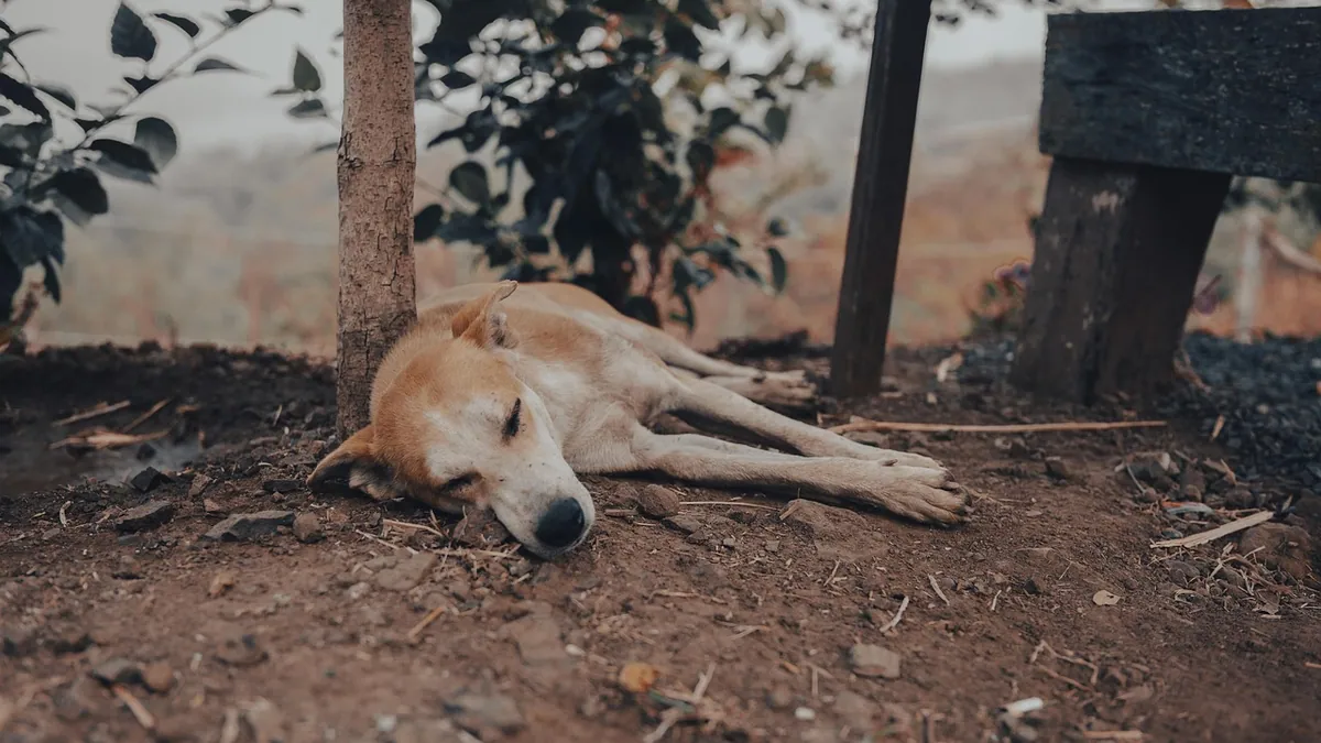 Is Anesthesia Safe for Dogs? Risks and What to Expect