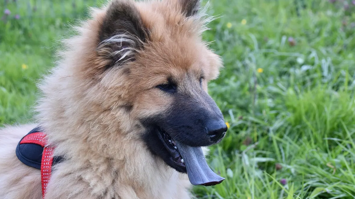 Dog Asthma and Allergic Reactions: Home Remedies