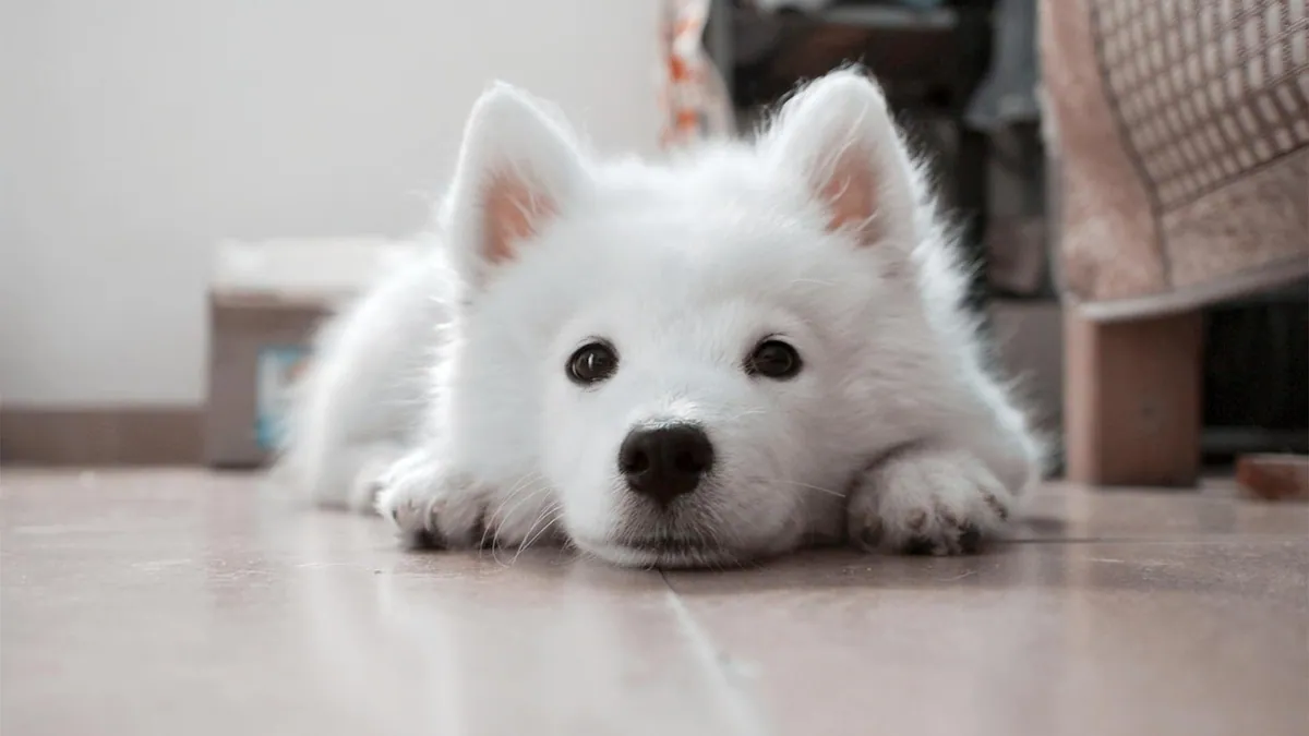 Dog Ate Antidepressants? Toxicity Signs and Emergency Steps