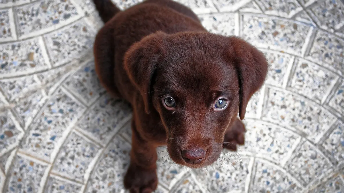 Dog Ate a Penny: Zinc Poisoning and Blockage Risks