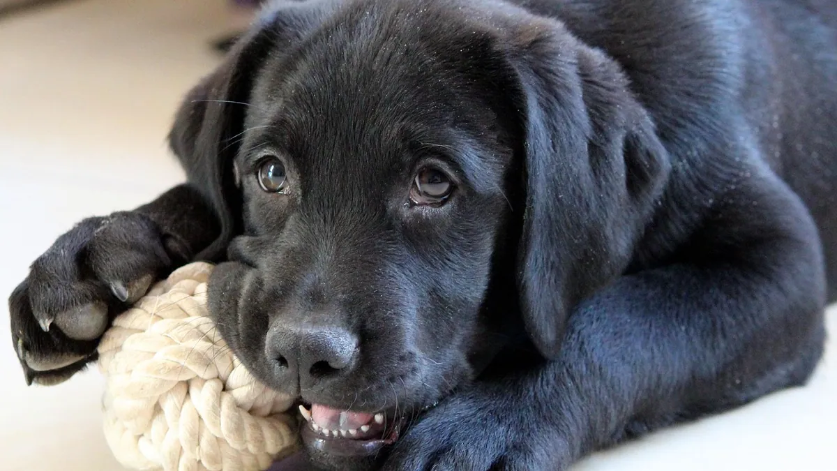 My Dog Ate Play Dough: Is It Toxic or a Blockage Risk?