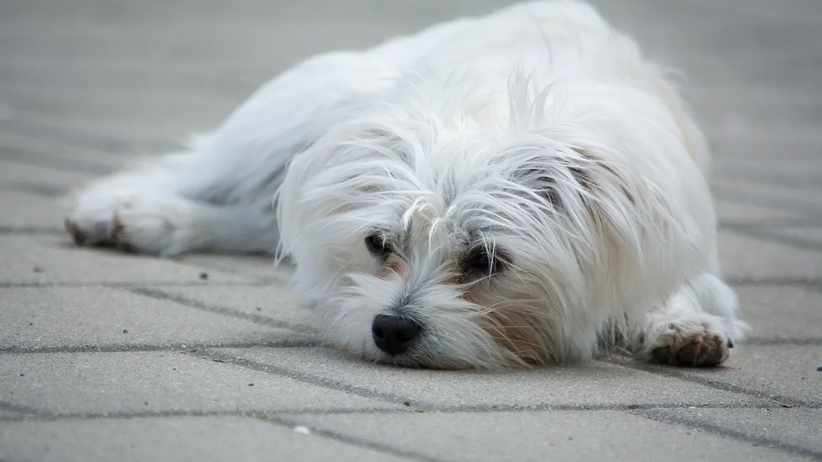 My Dog Ate a Zyn Pouch: Nicotine Poisoning Signs