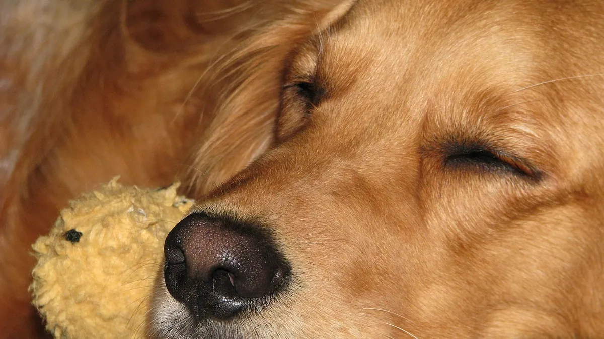 Why Does My Dog Bark in His Sleep? Dreaming Explained