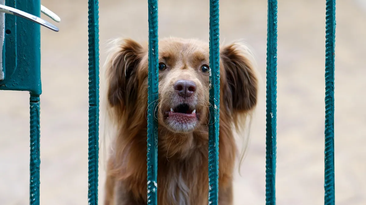 Why Is My Dog Barking and Whining at Me? 7 Reasons