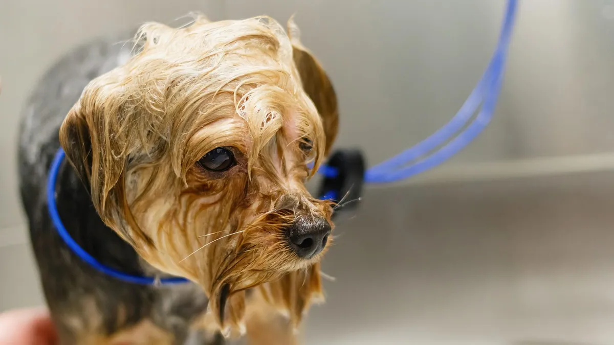 Dog Acting Strange After Grooming: Causes and Red Flags