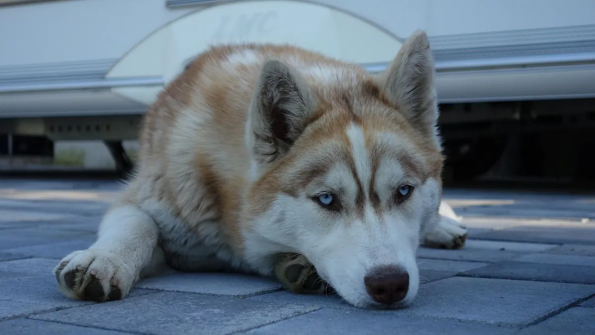 Dog Biopsy Inconclusive: What It Means and Next Steps