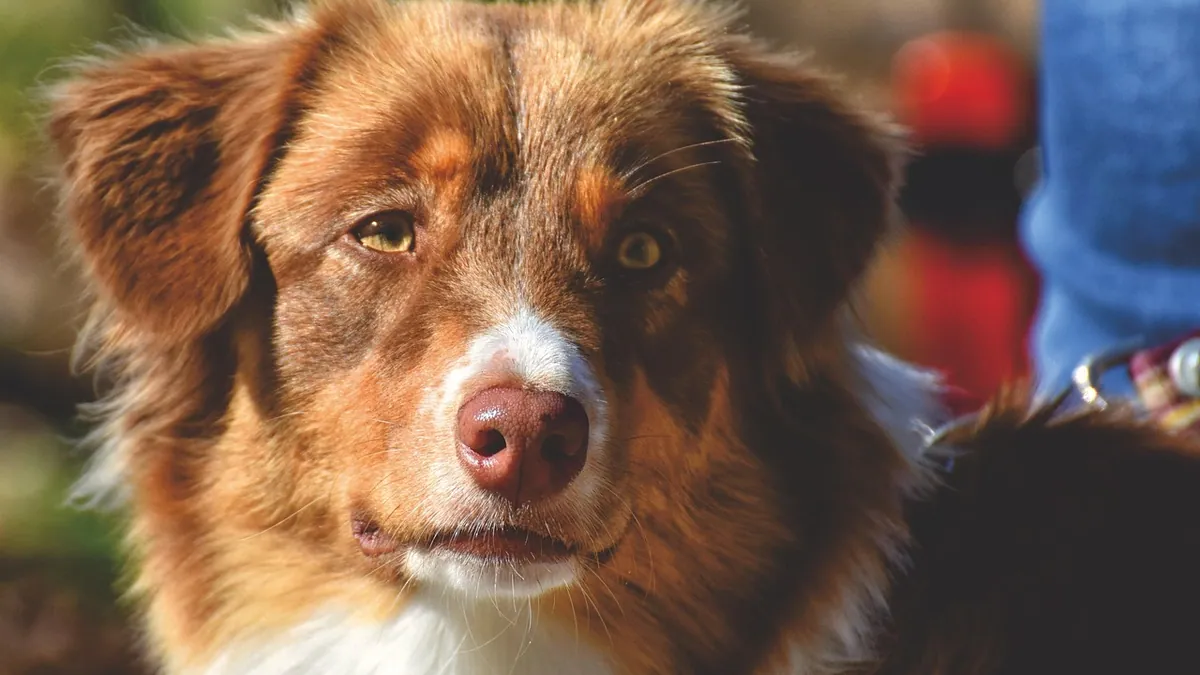 Dog Bite Wounds: Home Care and When to Get Help