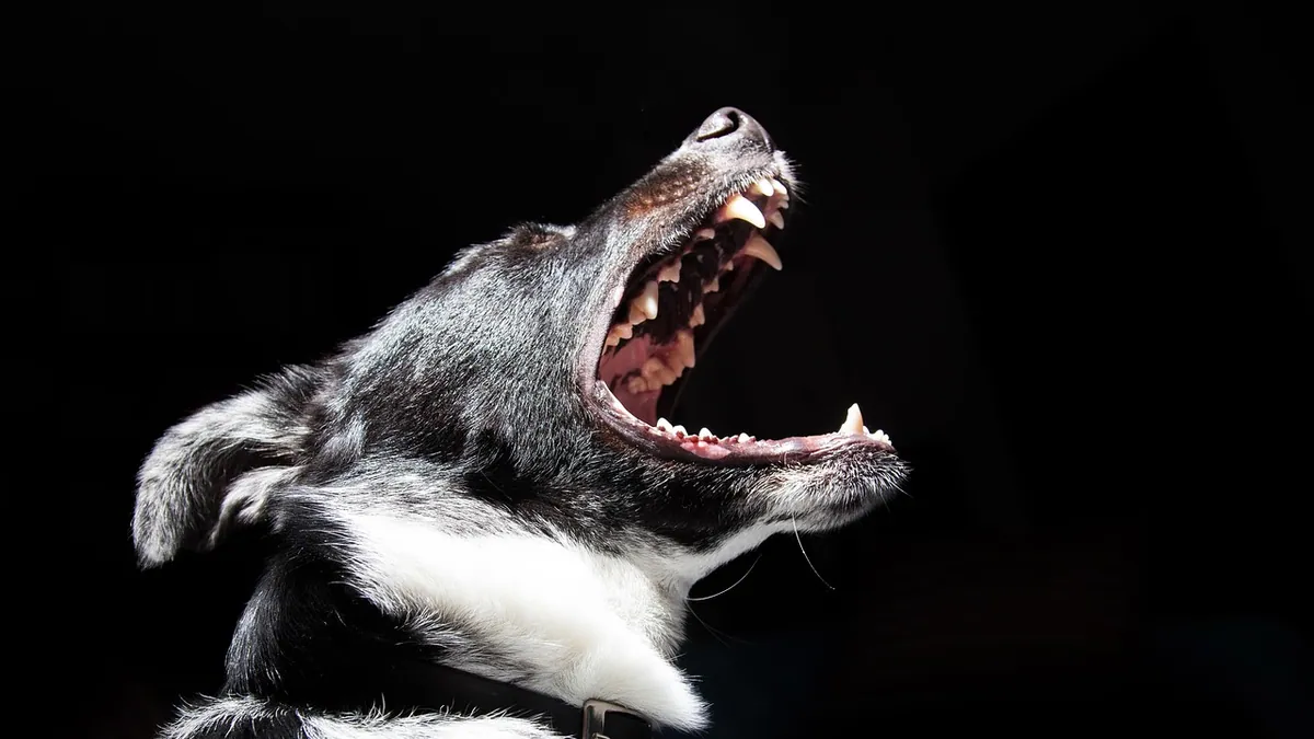 What to Do If Your Dog Bites You or Someone Else