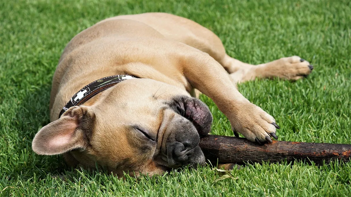 Why Does My Dog Bite His Nails? Causes and What to Do