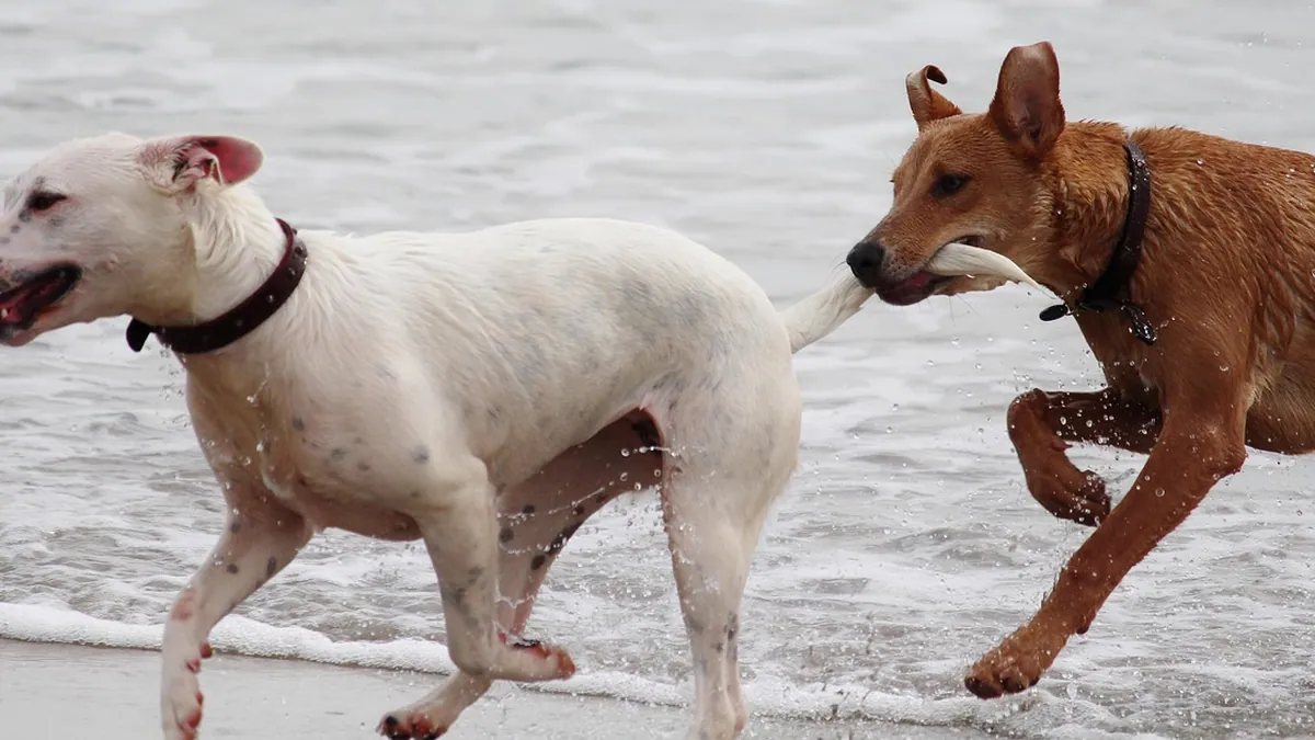 Why Is My Dog Biting His Tail and Back? Causes and Relief