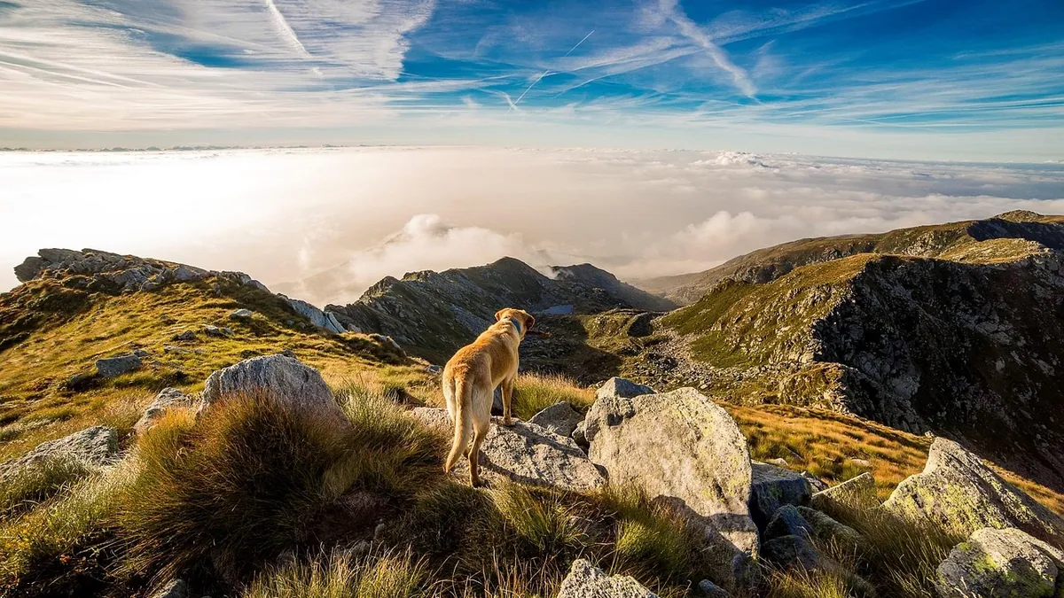 Dog Bladder Infection: Treatment and What You Can Give
