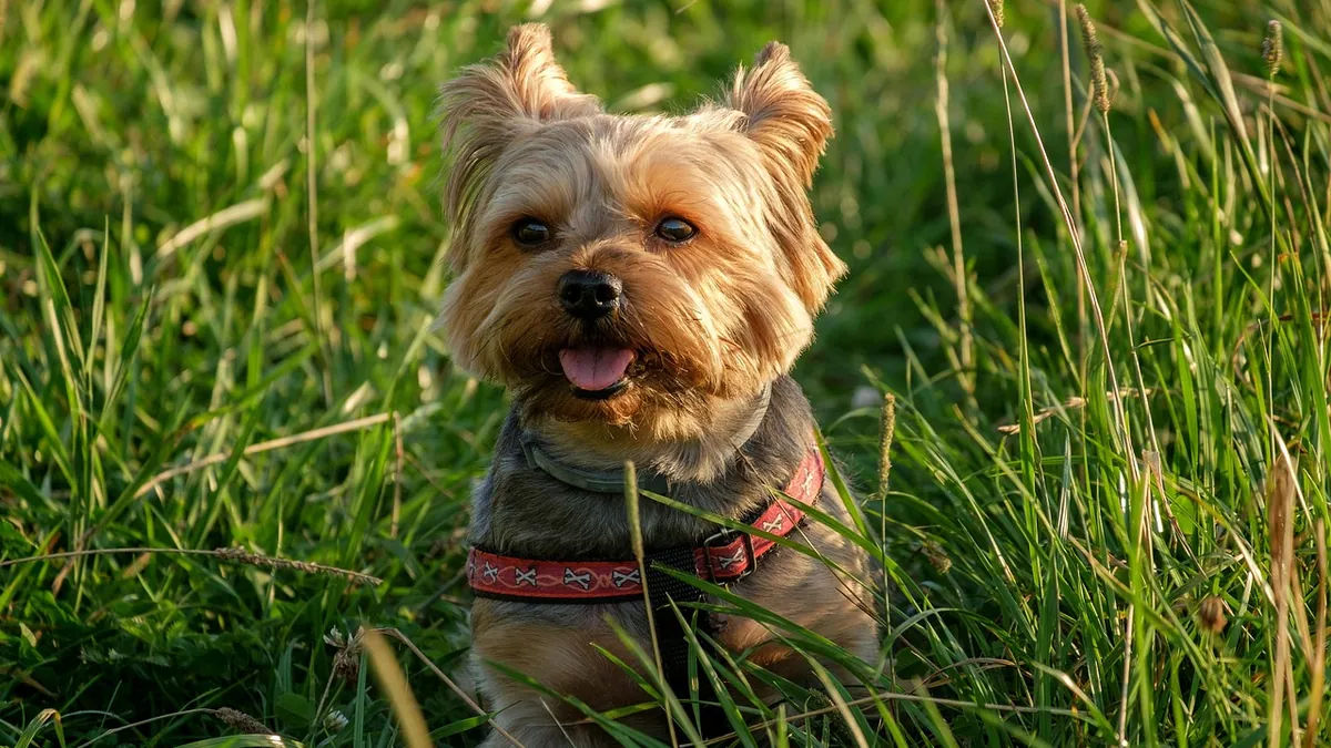 What Causes Dog Bladder and Urinary Tract Infections?