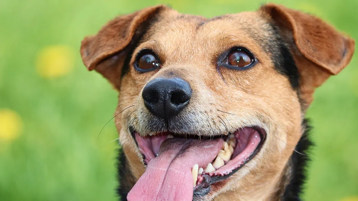 Dog Breathing Problems From Allergies: What to Do