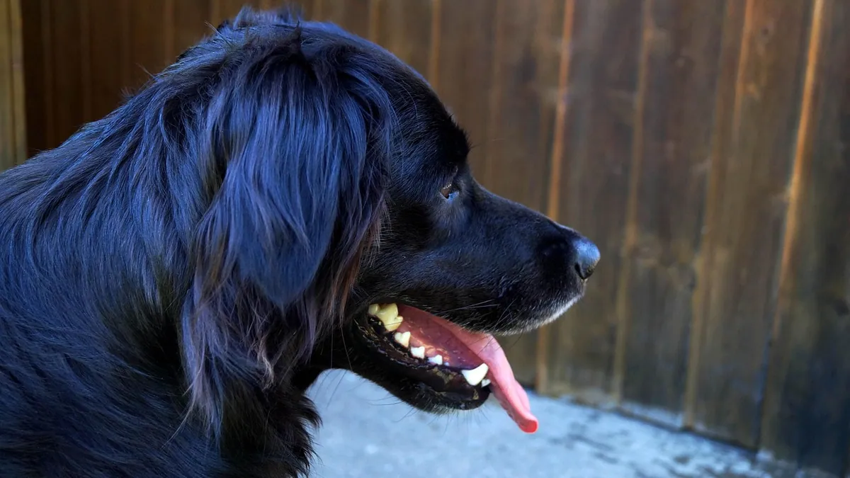 Dog Breathing Attacks and Spasms: Causes and Urgency