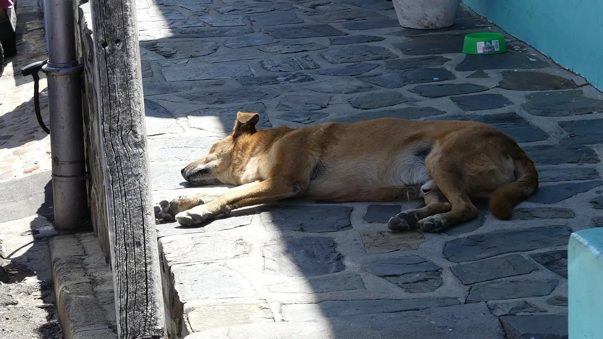 Dog Breathing With Belly Movement: What It Means