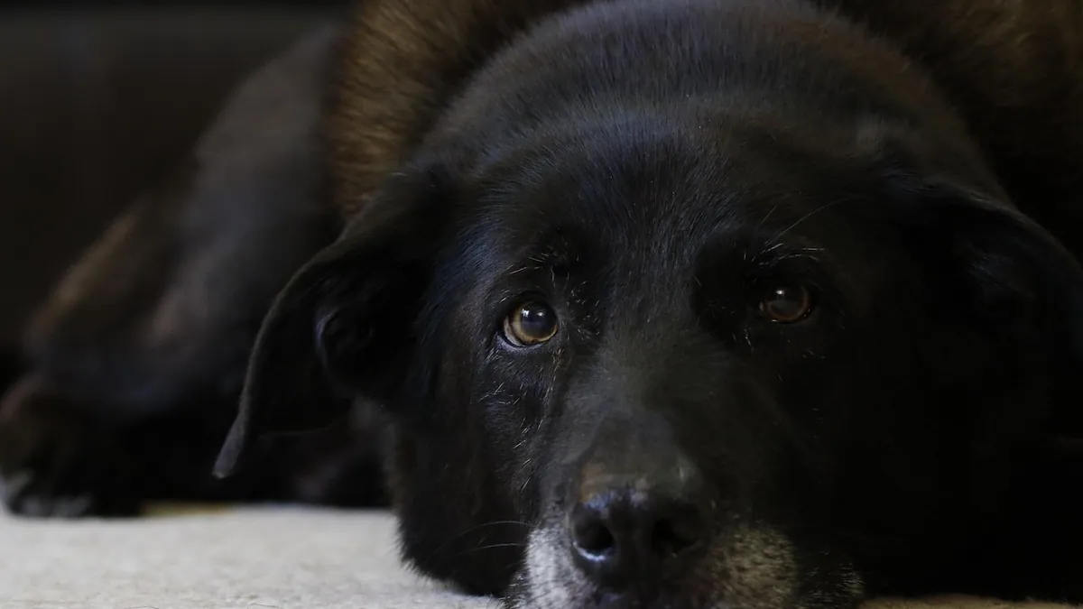 Dog Breathing at End of Life: What to Expect and When to Call the Vet