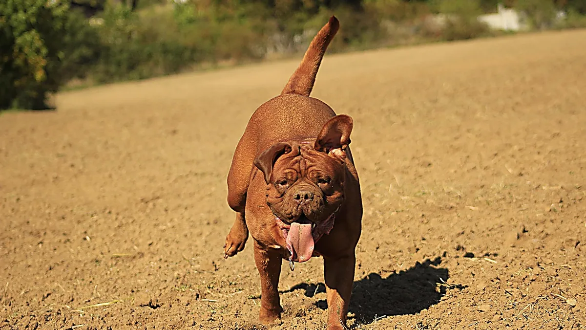 Why Is My Dog Breathing Fast and Shallow?
