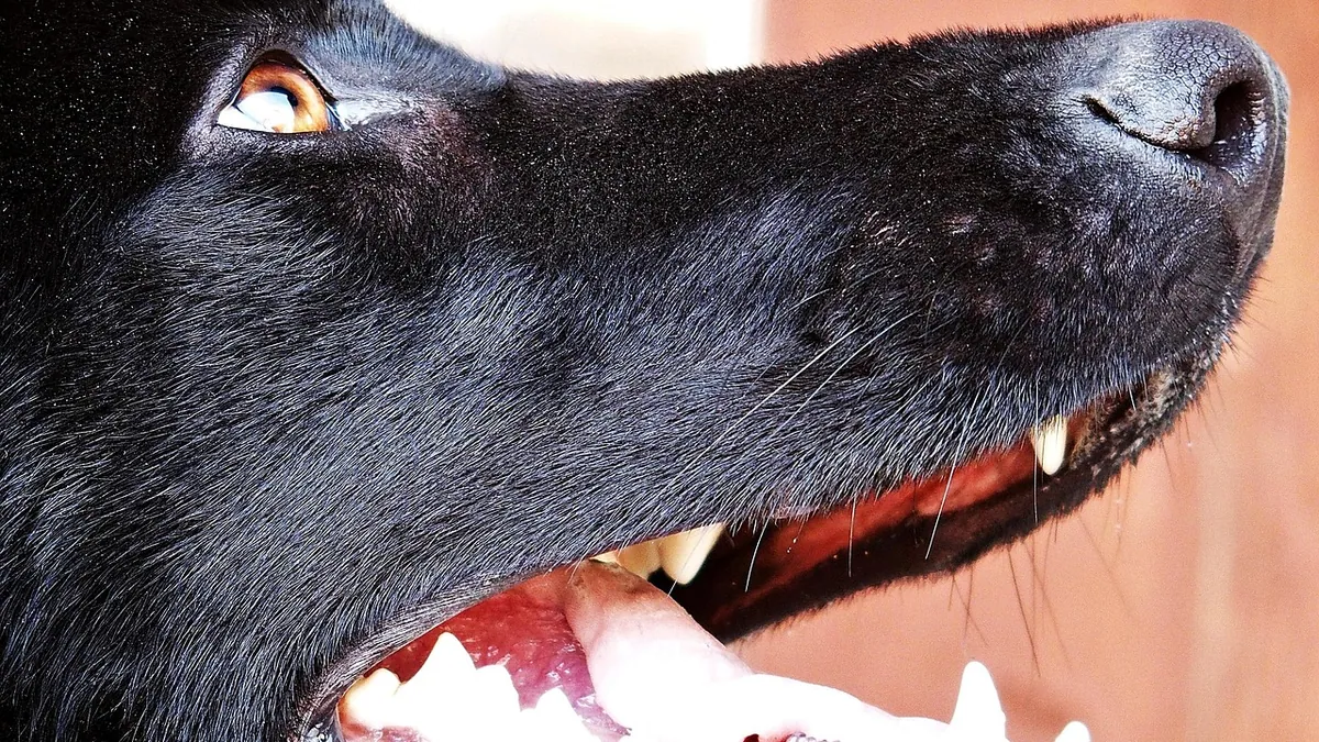 Why Is My Dog Breathing Hard Through the Nose?