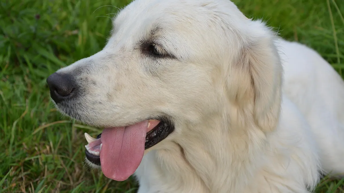 Why Is My Dog Breathing Loudly at Rest?