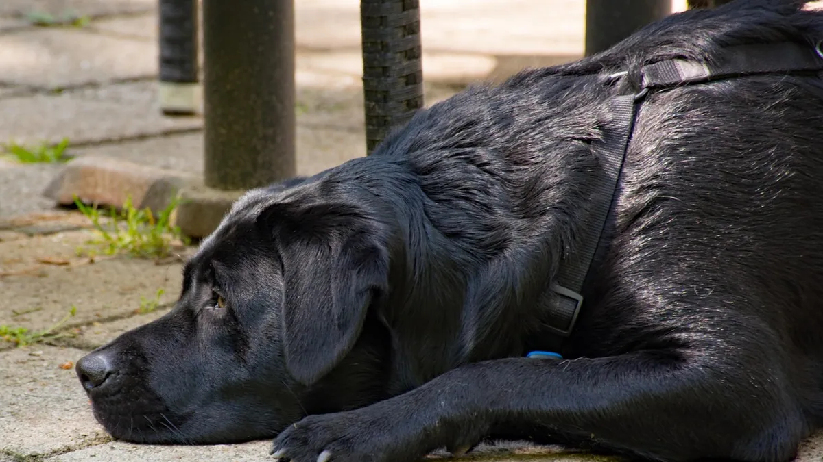 Dog Breathing Patterns: What's Normal and What's Not