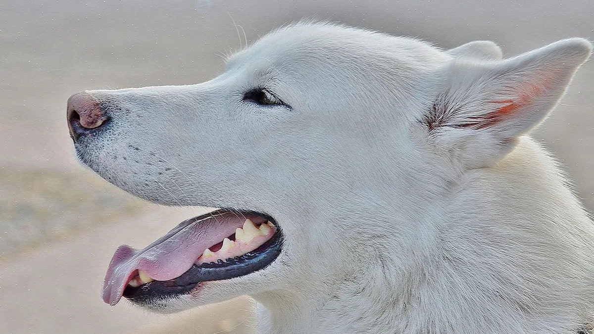 Dog Breathing Problems: Causes and When to Worry