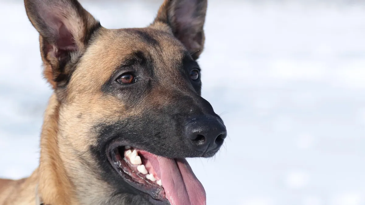 Dog Breathing Problems: Signs and When to Seek Emergency Care