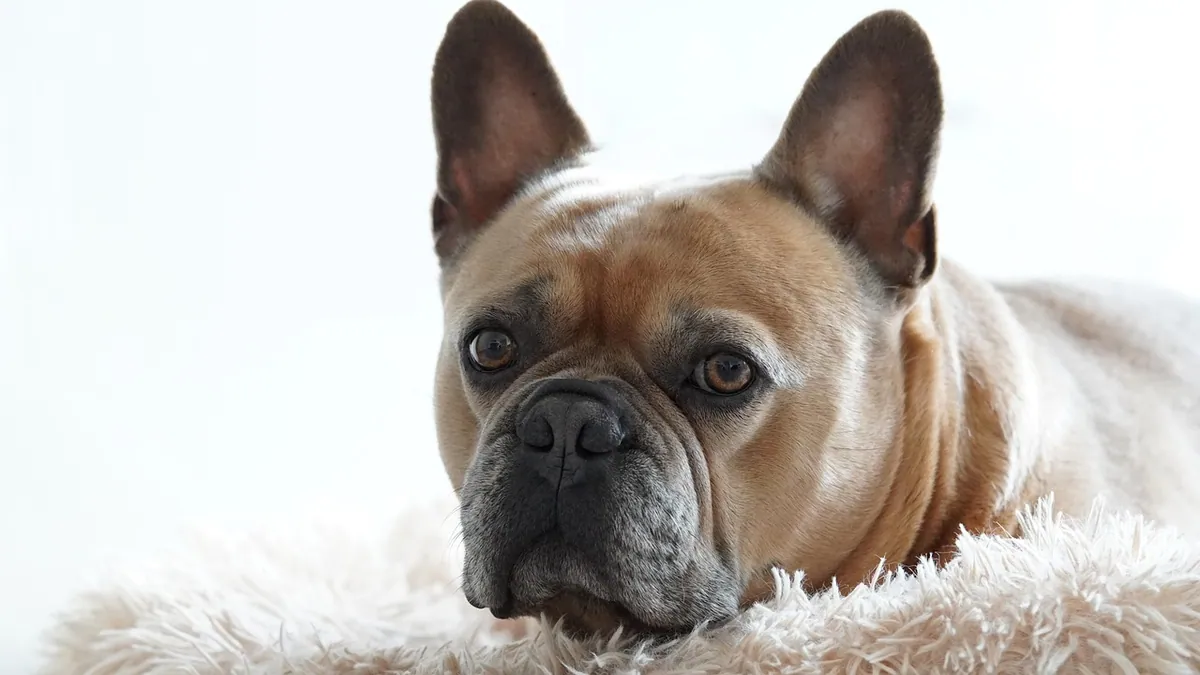Dog Breathing Once a Second: Normal Rate or Worry?