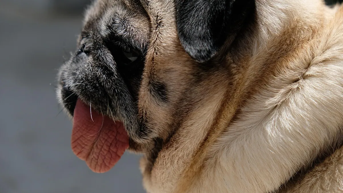 Why Is My Dog Breathing With Its Mouth Open?