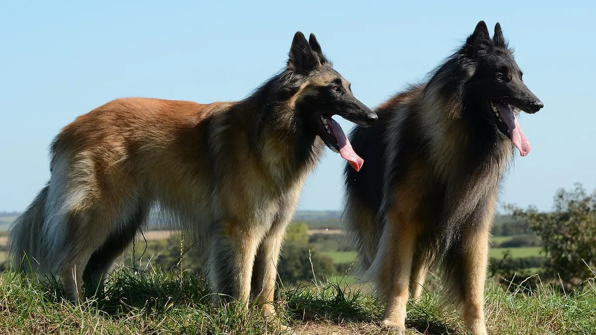 Breeding Age Limits for Male and Female Dogs