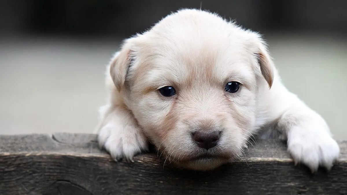 Bump Between Your Dog's Toes: Causes and When to Worry