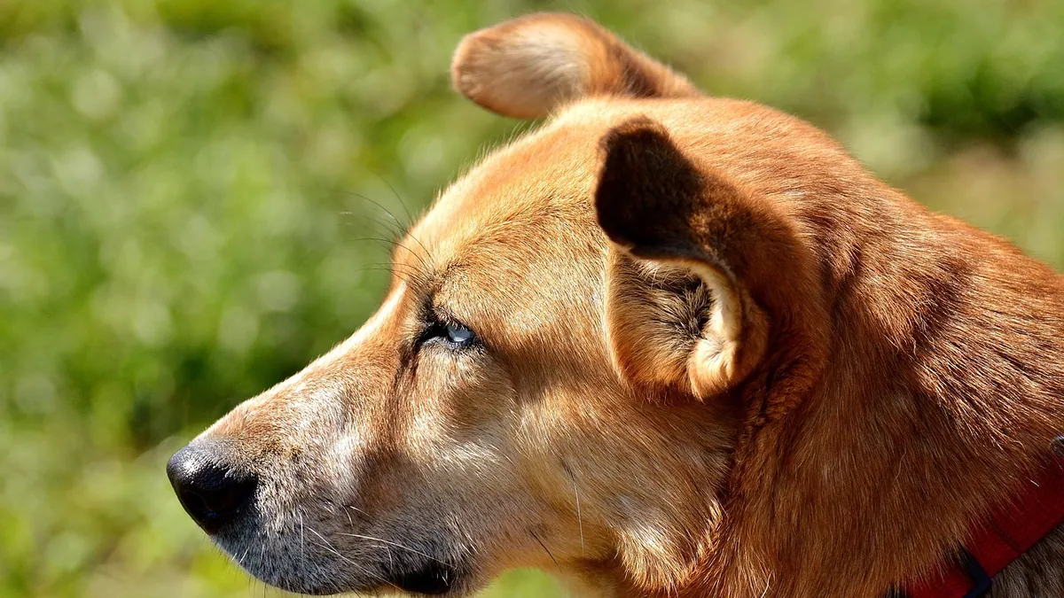 Bleeding Bump on Your Dog: Causes and First Aid