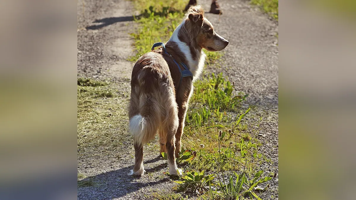 Bump on Your Dog's Anus: Causes and When to See a Vet
