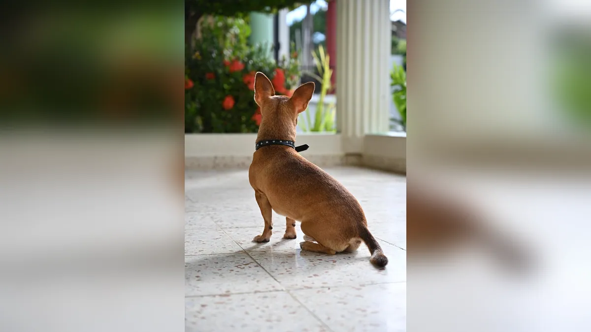 Bumps on Your Dog's Back, Tail, or Neck: What to Do