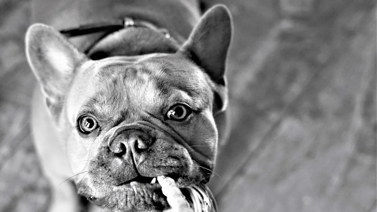 Bump on Your Dog's Chin or Jaw: Causes and Next Steps