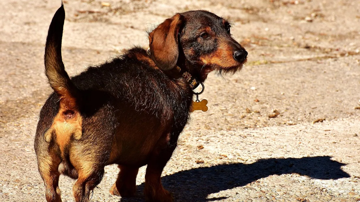 Lumps on Your Dog's Legs, Elbows, and Armpits: What They Mean