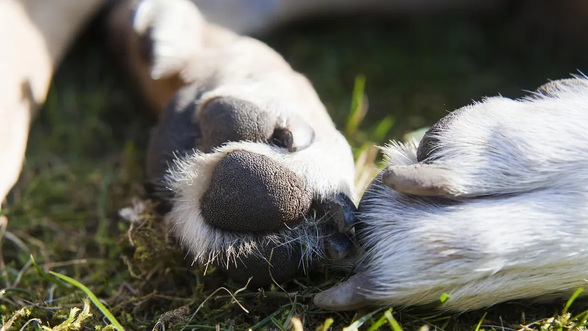 Bump on Your Dog's Leg or Foot: Causes and When to Worry