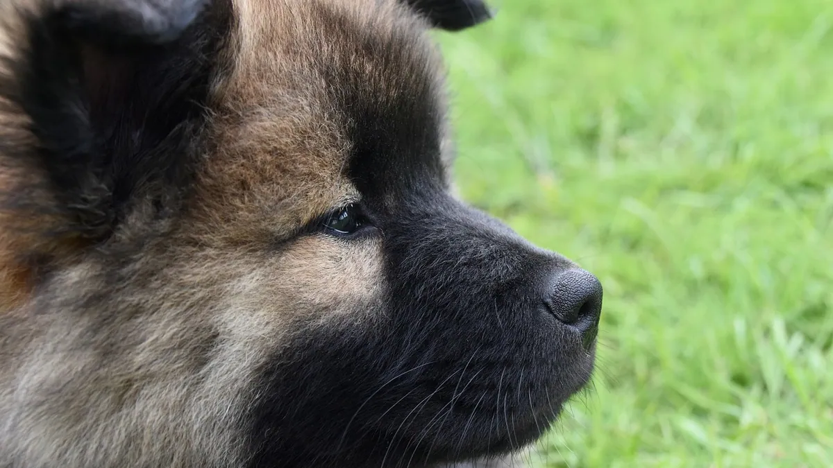 Bump on Your Dog's Muzzle: Causes and What to Do
