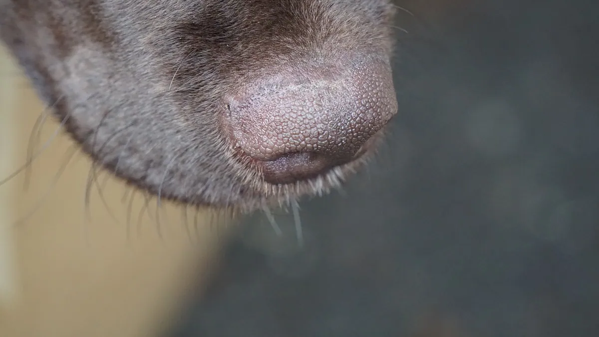 Bump on Your Dog's Nose Bridge: Causes and When to Worry