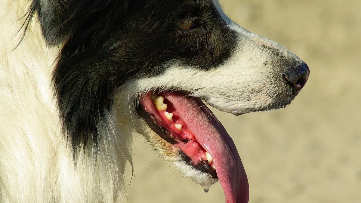 Bump on Your Dog's Tongue or Mouth: What It Means