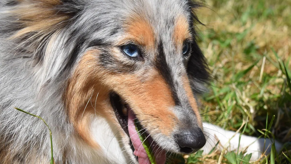 Is It Normal for Dogs to Burp? When It Signals a Problem