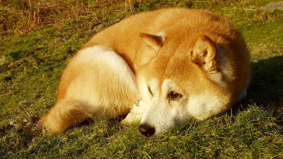 Dog Can't Keep Food Down: Causes and What to Do