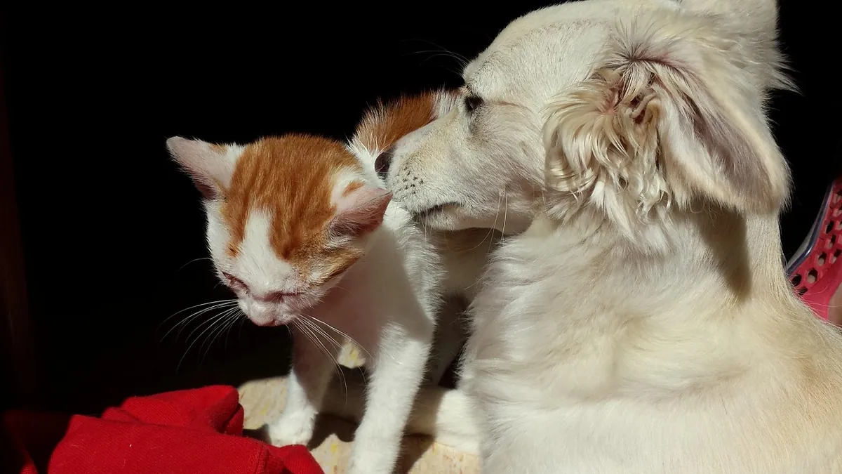 How to Tell If Your Dog and Cat Like Each Other