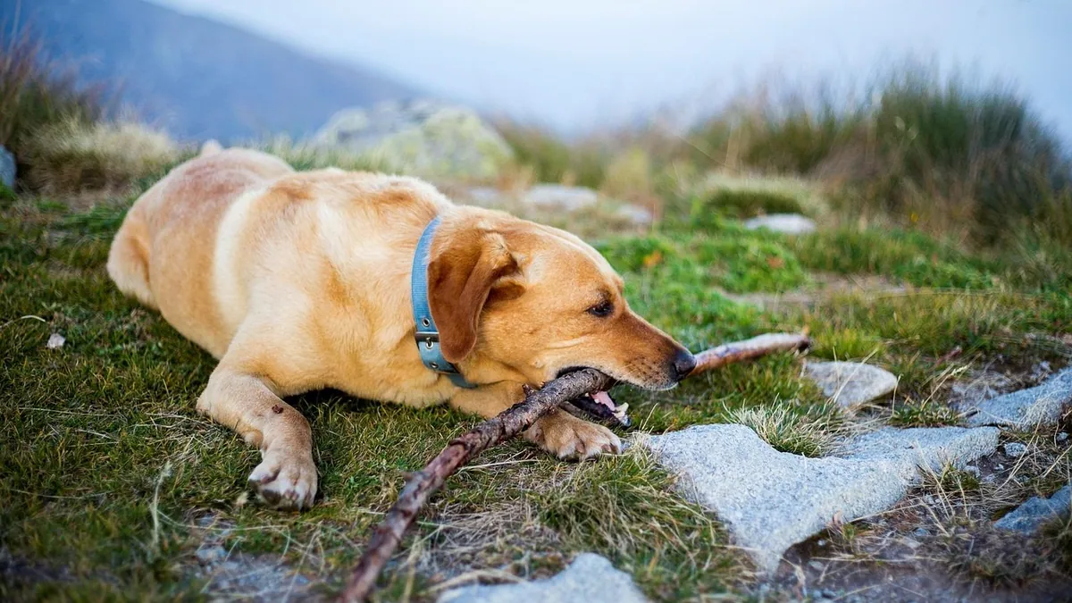 Why Is My Dog Obsessed With Chewing Zippers?