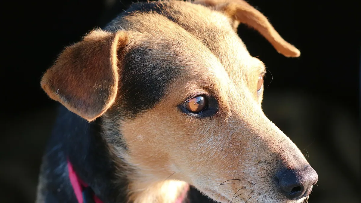 Dog Conjunctivitis Treatment: What You Can Use at Home