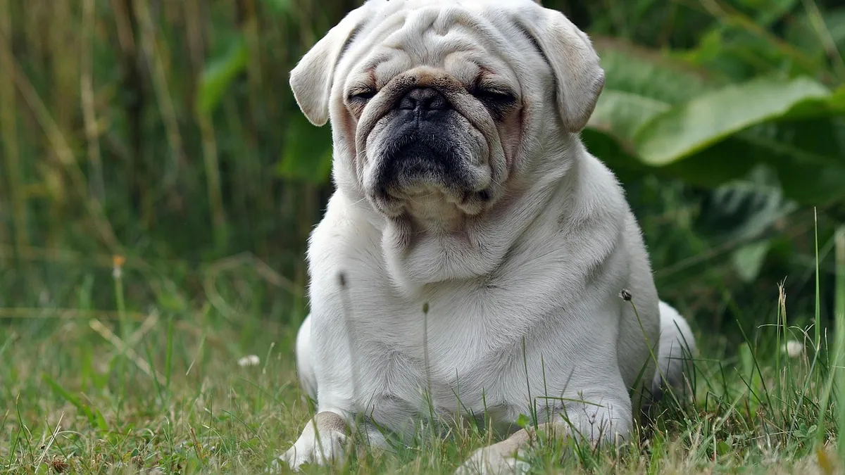 Crackling Breathing Sounds in Dogs: What They Mean