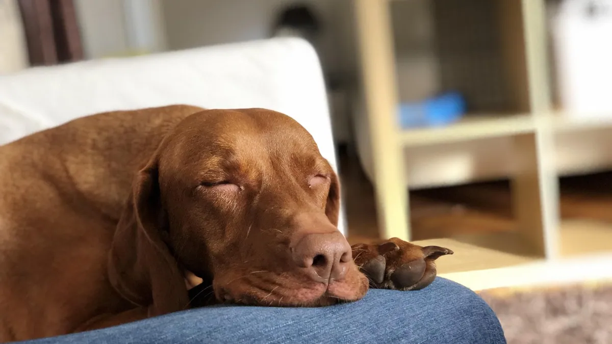 How to Get Your Dog to Cuddle With You