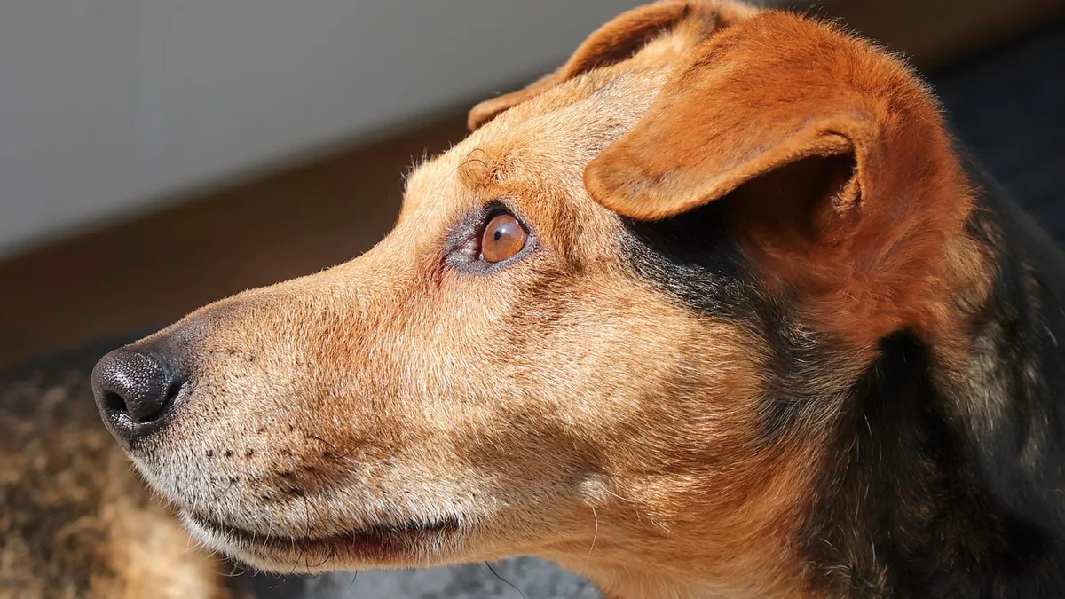 Dog Cyst Draining: What Vets Do and When It Is Needed