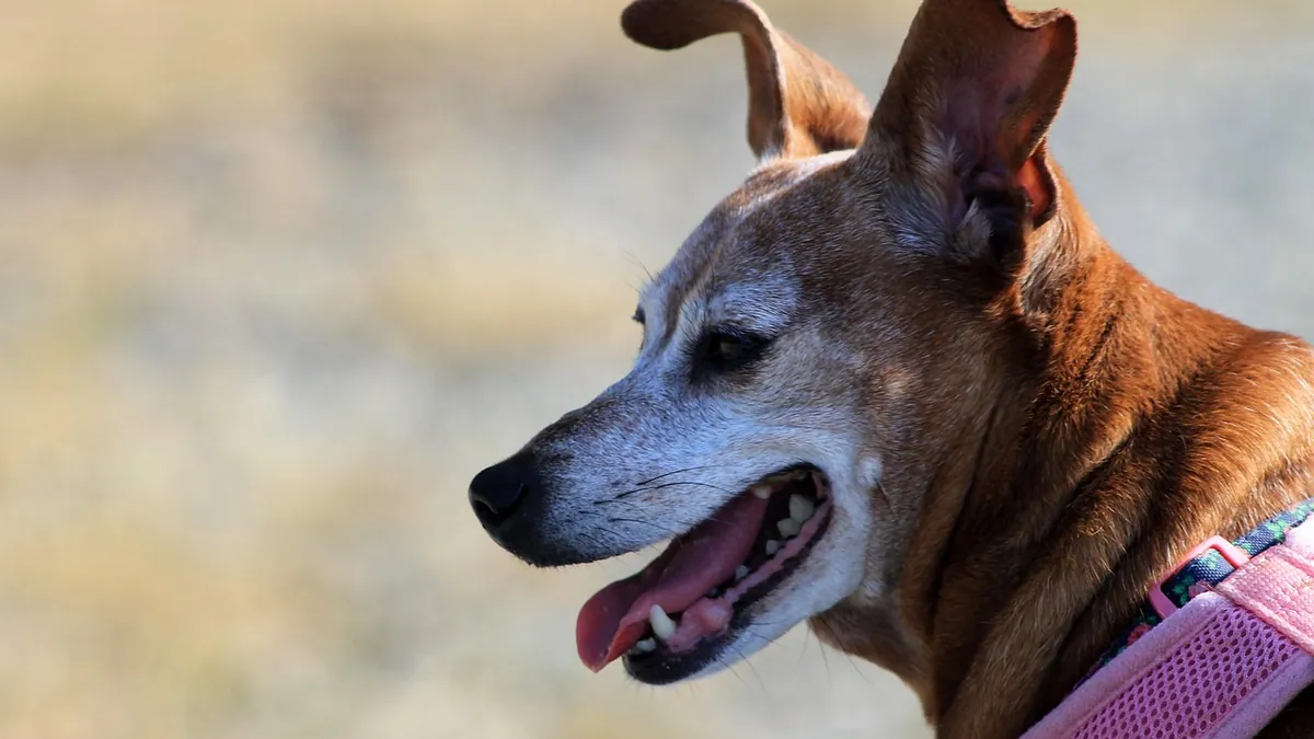 Dog Cyst on the Ear or Neck: Causes and When to Worry